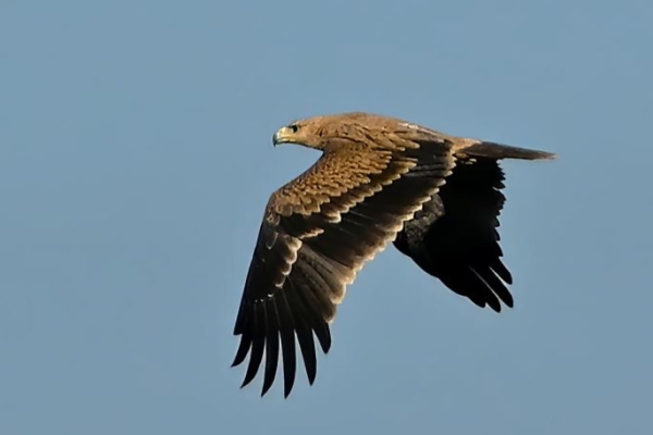 Juvenile Spanish Imperial Eagle P. Rocca